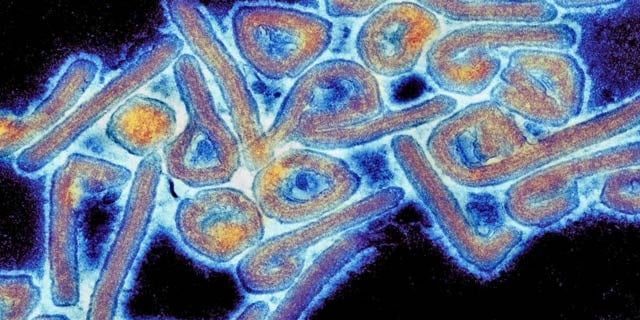 افریقہ میں ماربرگ وائرس سے ہلاکتوں کی تصدیق